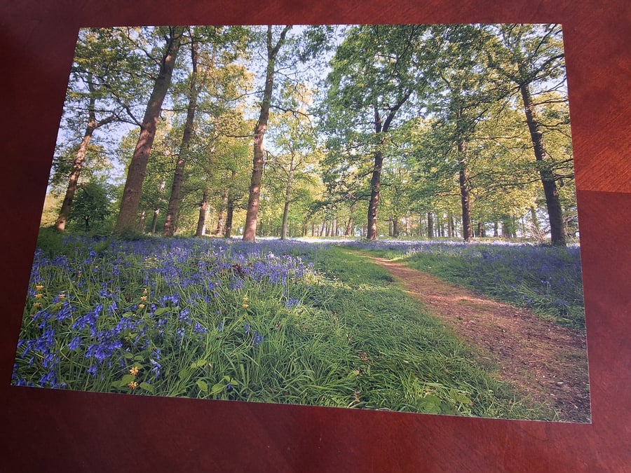WOODLAND AND BLUEBELLS PHOTOGRAPH 16x12