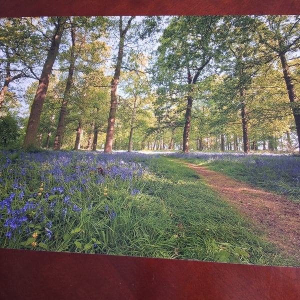 WOODLAND AND BLUEBELLS 16 X 12