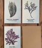 3 X Seaweed Greeting Cards - 1 Dulse, 1 Sea Spaghetti, 1 Bladderwrack - Image 2