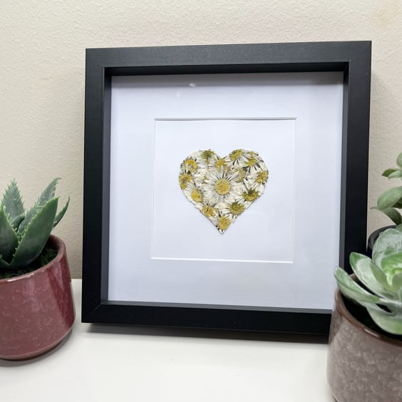 Real Framed Pressed Flower Art, Daisy Heart