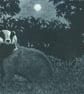 Badger