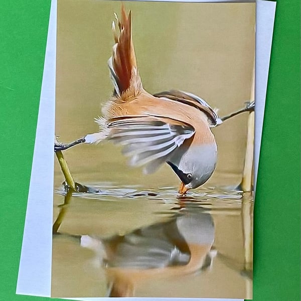 Bearded Reedling Looking for Food - Photographic Print Greetings Card