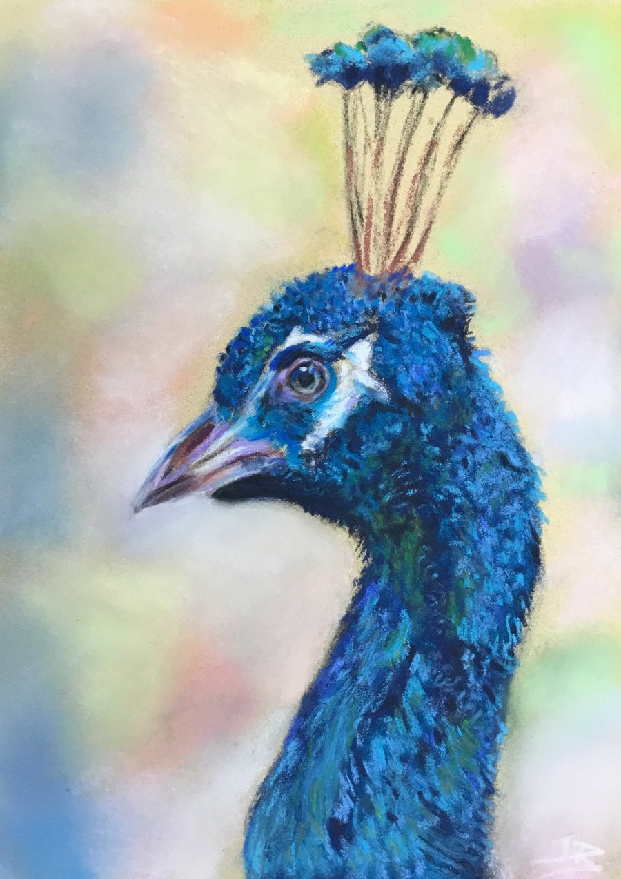 Lovely giclee  print of 'Proud Peacock' a bird painting by artist Janet Bird