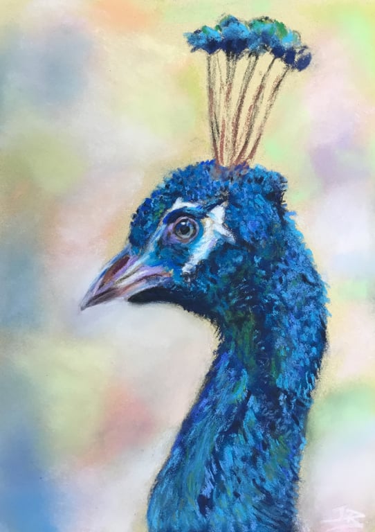 Lovely giclee  print of 'Proud Peacock' a bird painting by artist Janet Bird