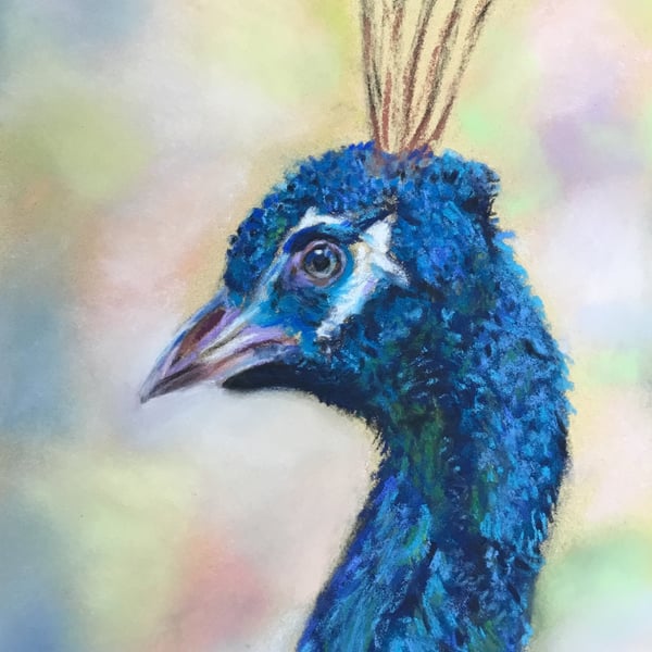 Lovely giclee  print of 'Proud Peacock' a bird painting by artist Janet Bird