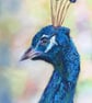 Lovely giclee  print of 'Proud Peacock' a bird painting by artist Janet Bird - Image 1