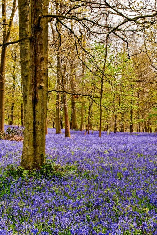 Bluebell Woods Bluebells Greys Court Oxfordshire UK 12"x18" Print