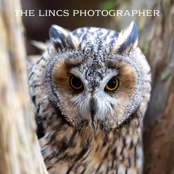 Long Eared Owl print (Limited edition of 10)
