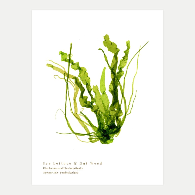 Sea Lettuce and Gut Weed seaweed print