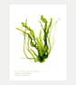 Sea Lettuce and Gut Weed seaweed print