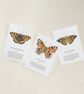 Butterfly greetings cards - pack of 3 blank notelets, A6 size (10.5x14.8 cm) 