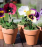 Paper Pansy Pots - Image 2