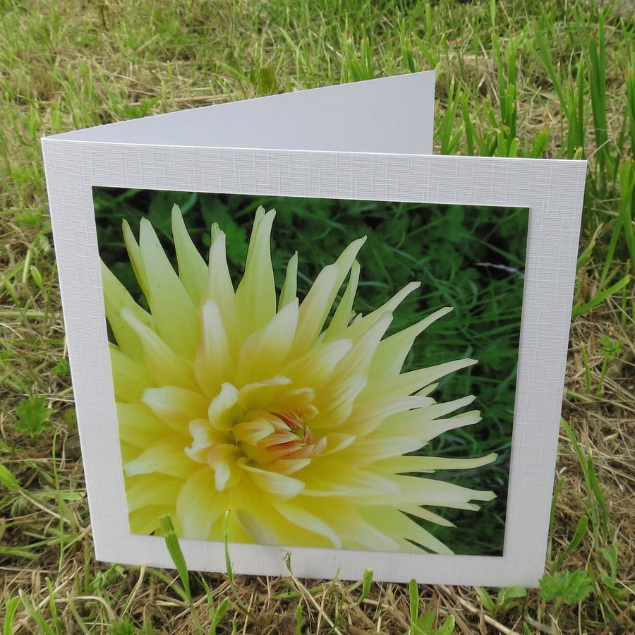 Dahlia.  A card featuring an original photograph.  Blank inside.  Notelets.