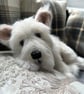 West Highland White Terrier