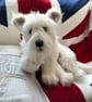 West Highland White Terrier - Image 3