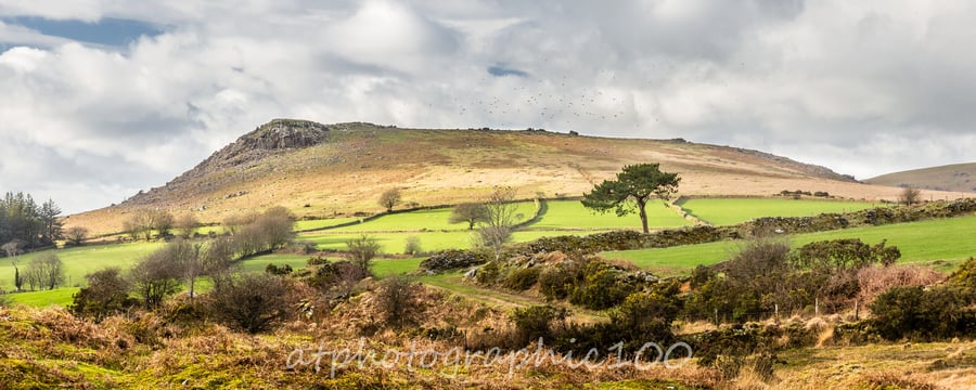 Photograph - Sheeps Tor and Birds, Dartmoor -  Limited Edition Signed Print