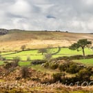 Photograph - Sheeps Tor and Birds, Dartmoor -  Limited Edition Signed Print