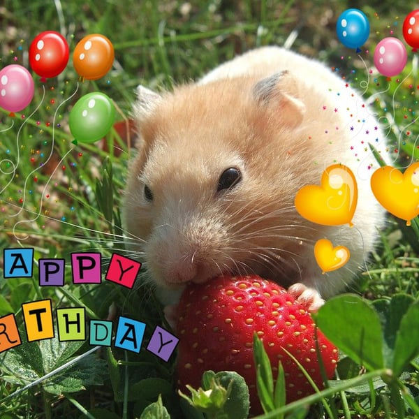 Hamster & Strawberry Greeting Card A5