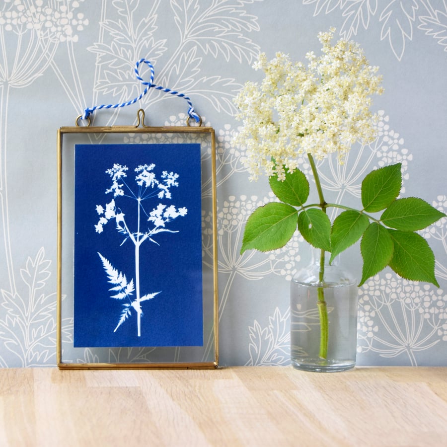 Cow Parsley Cyanotype No.4 in gold edged frame