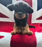 Rottweiler  - Image 2