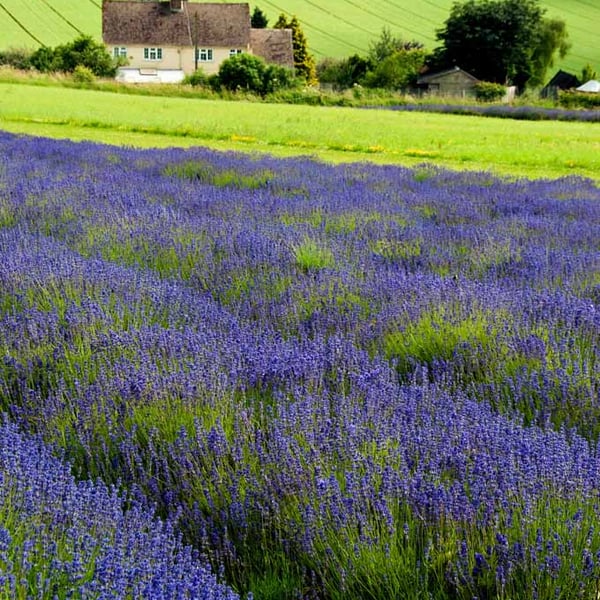 Lavender Field Summer Flowers Cotswolds England Photograph Print