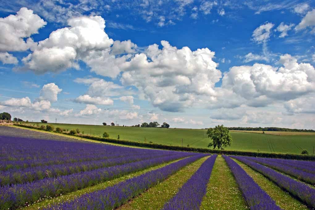 Lavender Field Purple Flowers Cotswolds Photograph Print