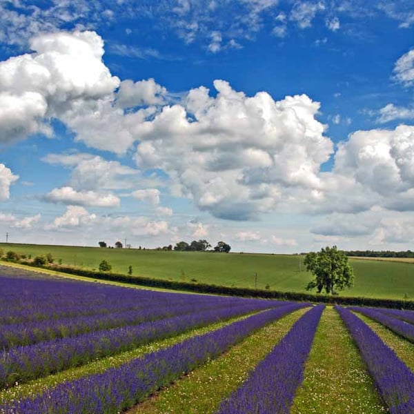 Lavender Field Purple Flowers Cotswolds Photograph Print
