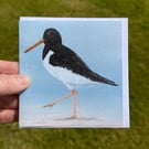 Oystercatcher Notecards (set of 6)