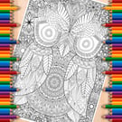 Digital Colouring Pack - Owls