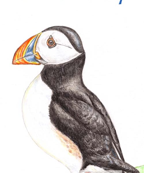 Puffin - Birthday Card