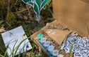 Bluebell collection
