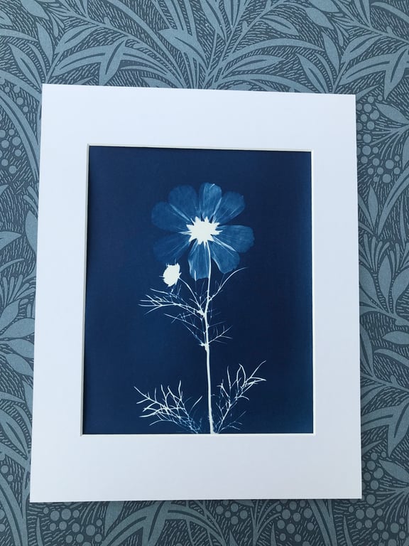 Original Art, Cosmos Flower, October Birthday gift