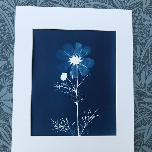 Original Art, Cosmos Flower, October Birthday gift