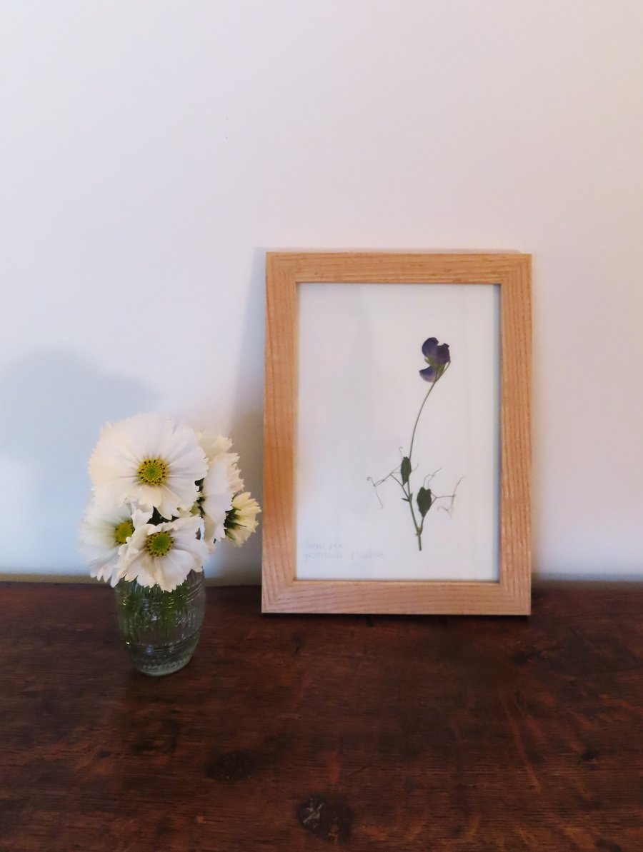 Pressed Sweet pea flowers, framed in oak - A5