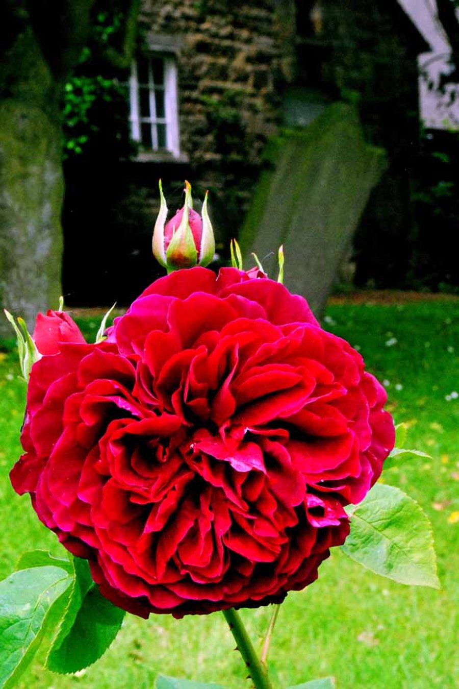 Purple Red Rose Summer Flowers Flowering Plant Photograph Print
