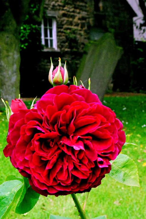 Purple Red Rose Summer Flowers Flowering Plant Photograph Print