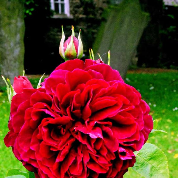 Purple Red Rose Summer Flowers Flowering Plant Photograph Print