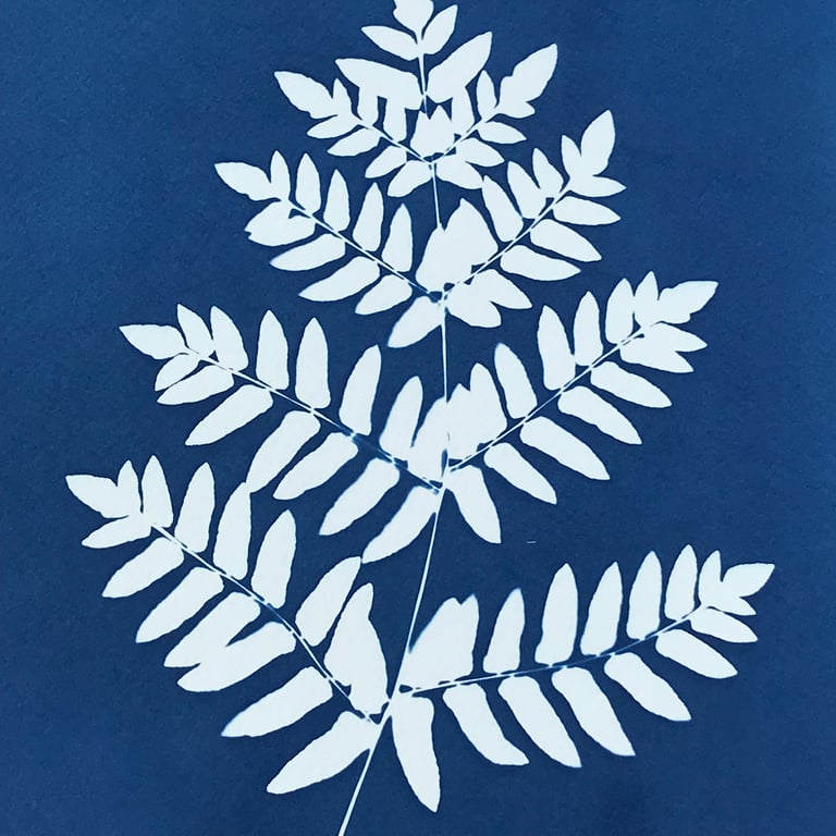 Cyanotype wall art, Fern art. Art for kitchen, Botanical Art.