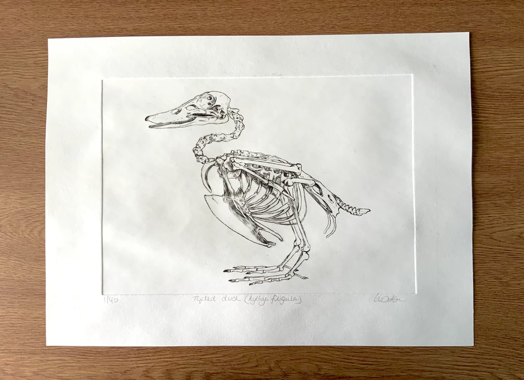 Drypoint Etching Print of a Tufted Duck Skeleton, Original Wildlife Art 