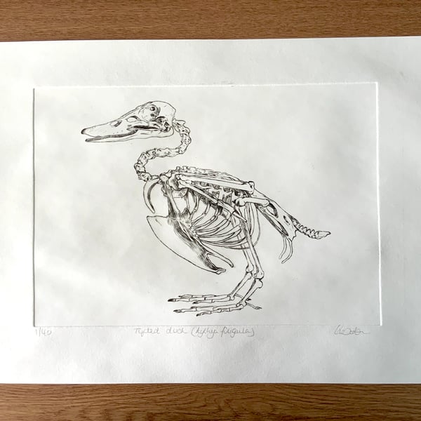 Drypoint Etching Print of a Tufted Duck Skeleton, Original Wildlife Art 