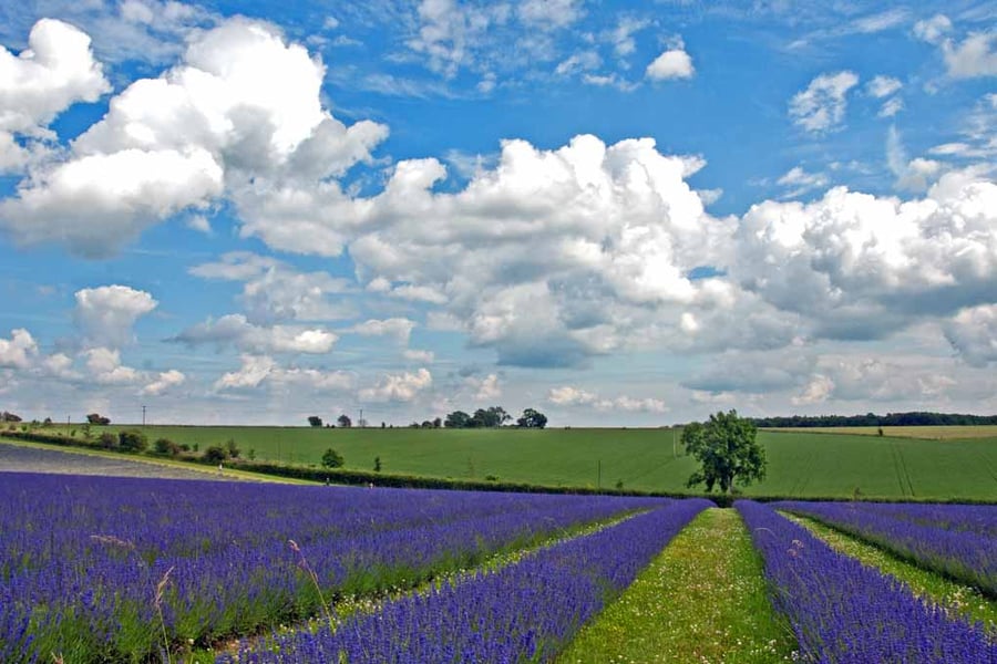 Lavender Field Purple Flowers Cotswolds UK Photograph Print