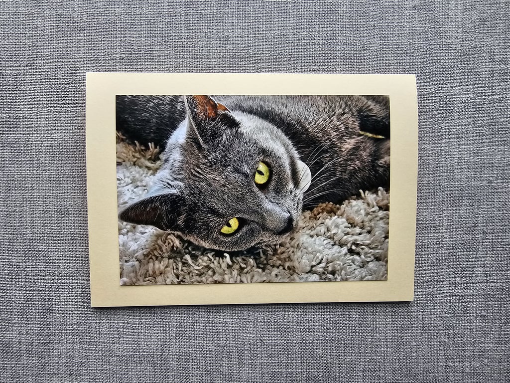 Grey Cat Portrait Large Tent-Style Photographic Card Size 5" x 5" BLANK
