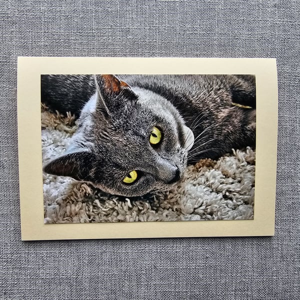 Grey Cat Portrait Large Tent-Style Photographic Card Size 5" x 5" BLANK
