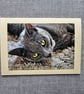 Grey Cat Portrait Large Tent-Style Photographic Card Size 5" x 5" BLANK - Image 1