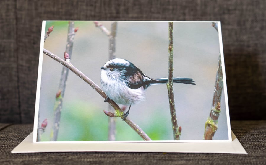Long-Tailed Tit Blank Photo Card 