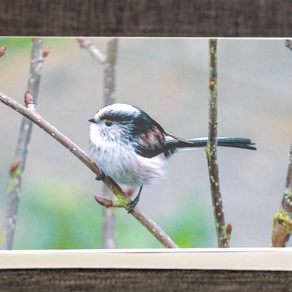 Long-Tailed Tit Blank Photo Card 