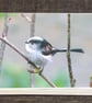 Long-Tailed Tit Blank Photo Card  - Image 1