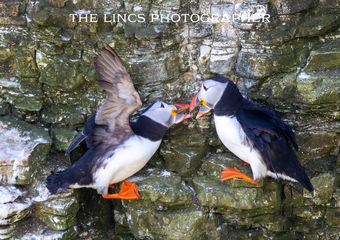 Puffin print (Limited edition of 10)