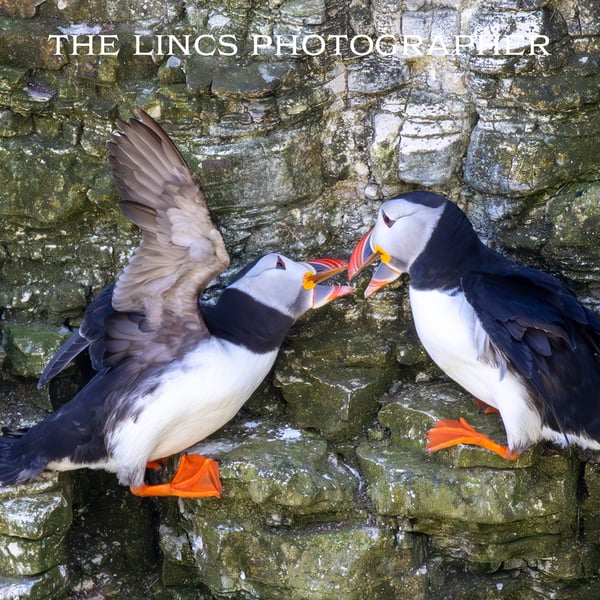 Puffin print (Limited edition of 10)