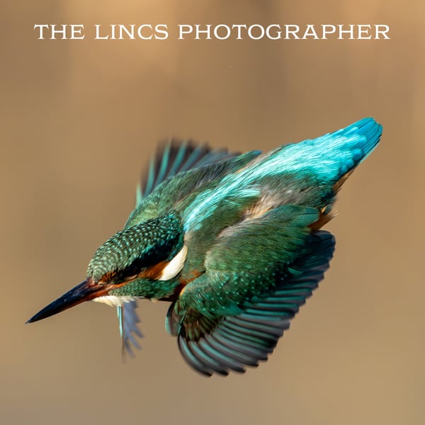 Kingfisher print (Limited edition of 10)